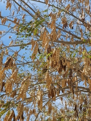 Robinia pseudoacacia