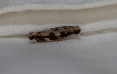 Erechthias zebrina