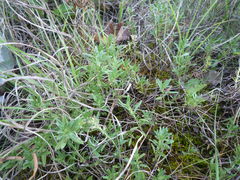 Thymus odoratissimus