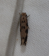 Erechthias zebrina