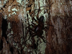 Battalus