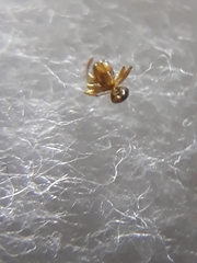 Monomorium pharaonis