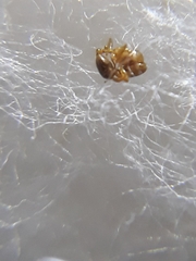 Monomorium pharaonis