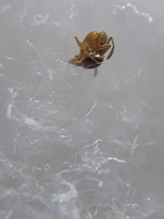 Monomorium pharaonis