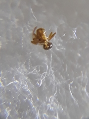 Monomorium pharaonis