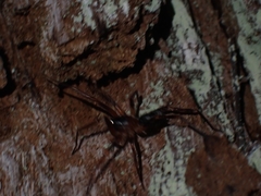 Battalus