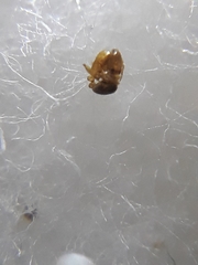 Monomorium pharaonis