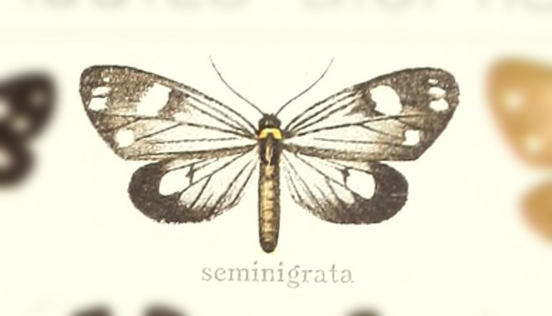 Tithraustes seminigrata