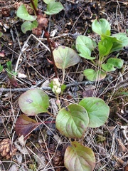 Pyrola grandiflora