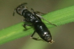 Pachycondyla harpax