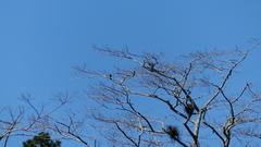 Amazona leucocephala