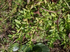 Centipeda elatinoides