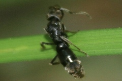 Pachycondyla harpax