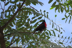Chalcomitra senegalensis