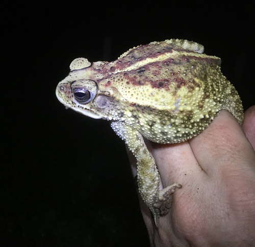 Incilius luetkenii