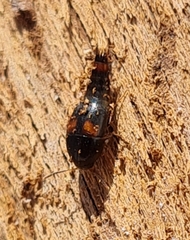 Sepedophilus bipustulatus
