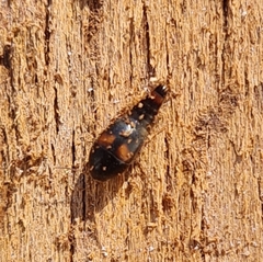 Sepedophilus bipustulatus
