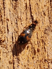 Sepedophilus bipustulatus