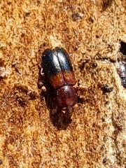 Corticeus bicolor