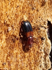 Corticeus bicolor