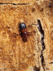 Corticeus bicolor