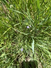Vicia hulensis