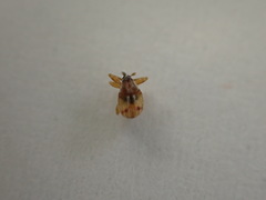 Nanophyinae