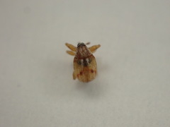 Nanophyinae