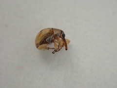 Nanophyinae