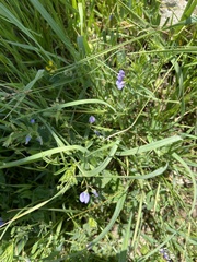 Vicia hulensis