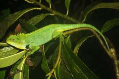 Enyalioides oshaughnessyi