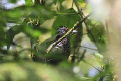 Neomorphus radiolosus