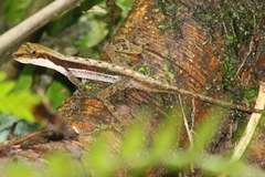 Anolis granuliceps