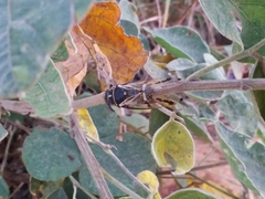 Cicadatra hei