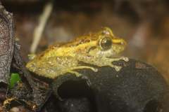 Pristimantis latidiscus