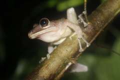 Pristimantis labiosus