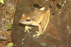 Pristimantis w-nigrum