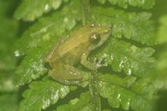 Pristimantis laticlavius