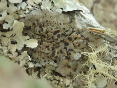 Coccocarpia erythroxyli