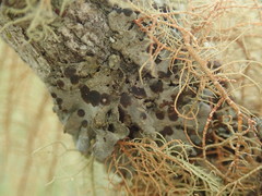 Coccocarpia erythroxyli