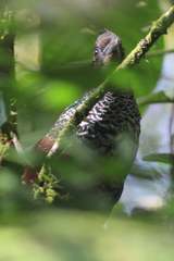 Neomorphus radiolosus