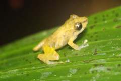 Pristimantis latidiscus