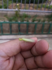 Eomantis