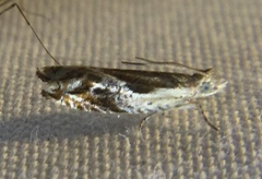 Ancylis brauni