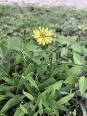 Ixeris chinensis