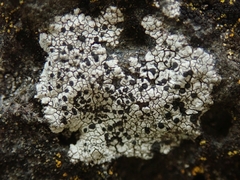 Buellia cranwelliae