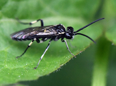 Macrophya albicincta