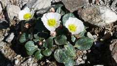 Ranunculus parnassifolius