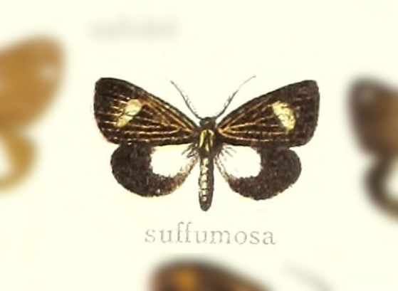 Polypoetes suffumosa
