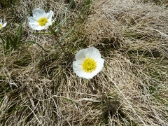 Ranunculus pyrenaeus